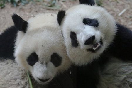 Fotografias de osos panda