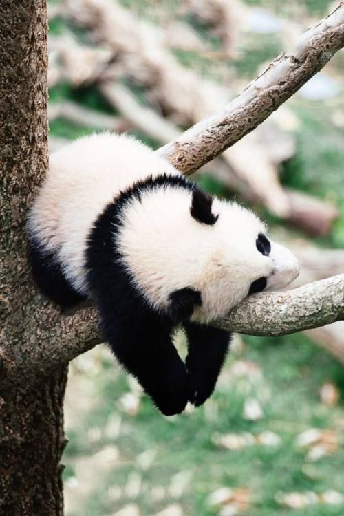 Simpatica fotografia de oso panda durmiendo en la rama de un arbol