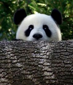 Simpatica fotografia de eso panda escondido detras de una rama