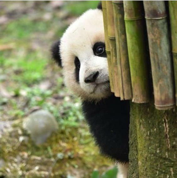 Fotografia de osito panda timido