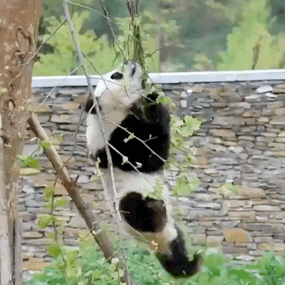 Imagen de oso panda trepador frustrado