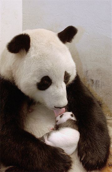 Foto osa panda con su osito panda bebé