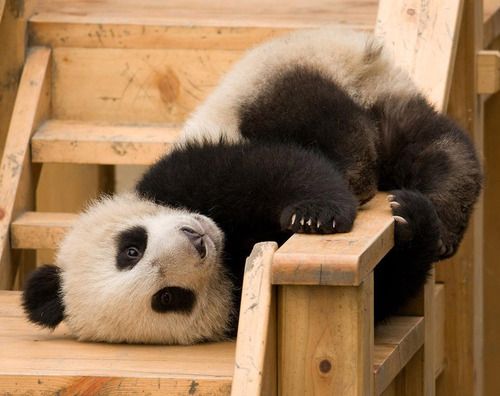 Imagen tierna de osito panda jugueton