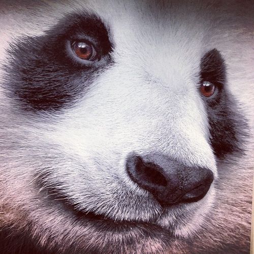 Fotografia de oso panda con mirada melancolica