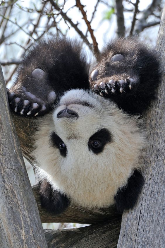Fotografia de oso panda jugueton