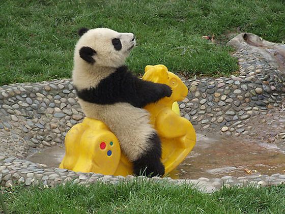 Imagen de oso panda estranando nuevo juguete