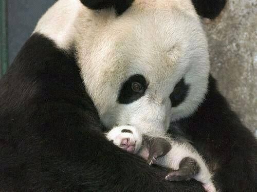Tierna imagen de osa panda con su osito bebé