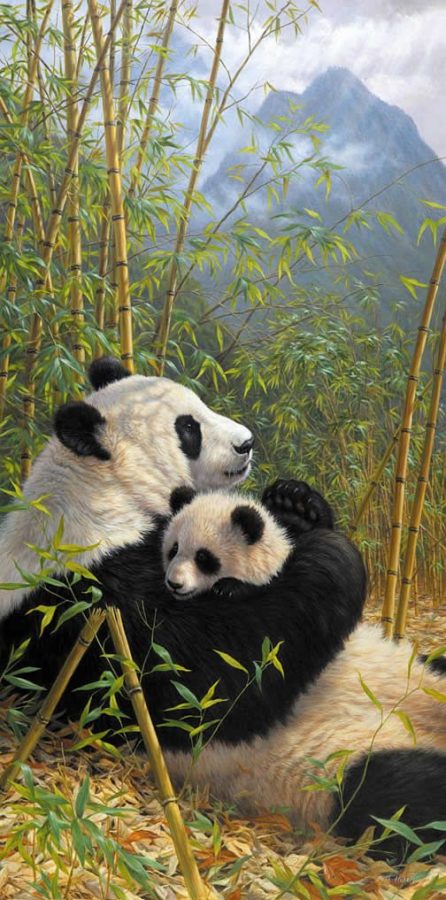Mamá osa panda con su cria