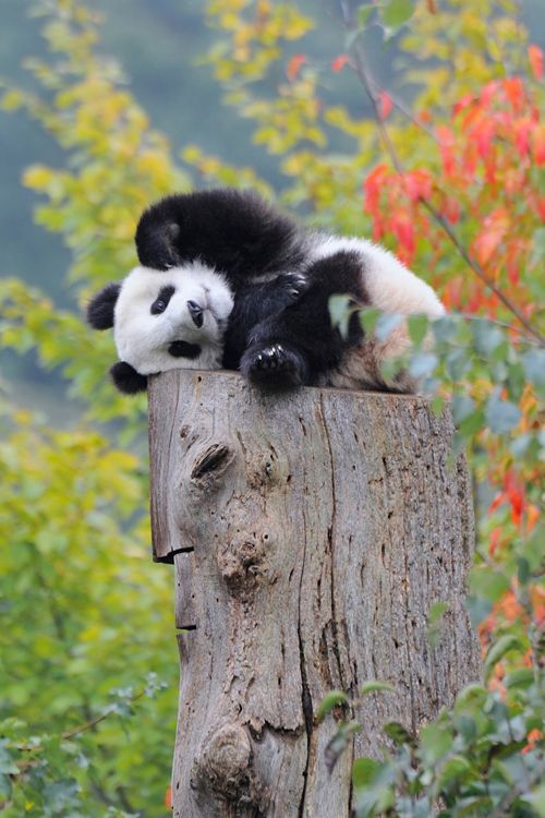 Imagen tierna de osito panda en un tronco