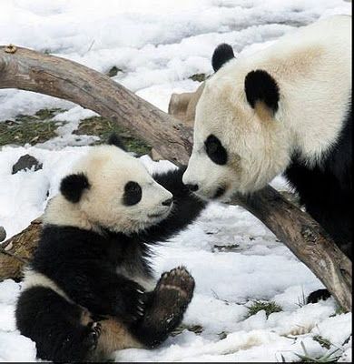 Mamá osa panda con su cría