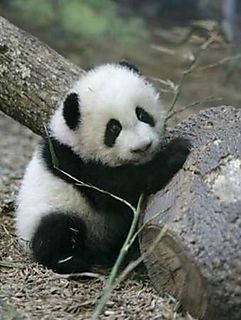 Imagen tierna de osito panda bebe