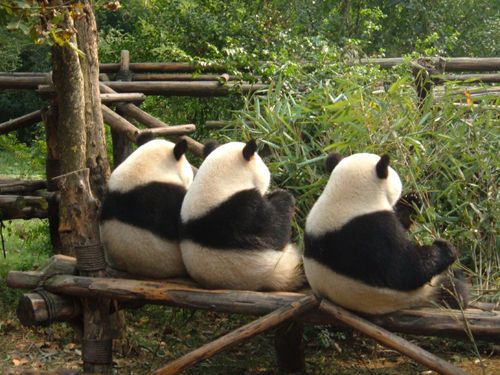 Imagen fotografia de tres osos panda