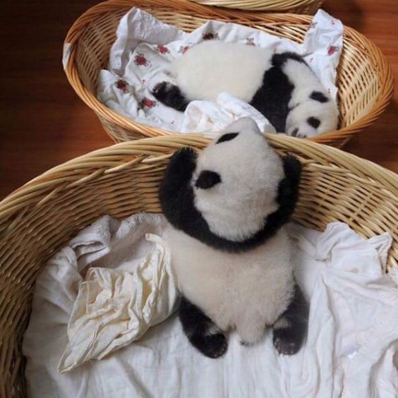 Imagen tierna de ositos pandas bebes