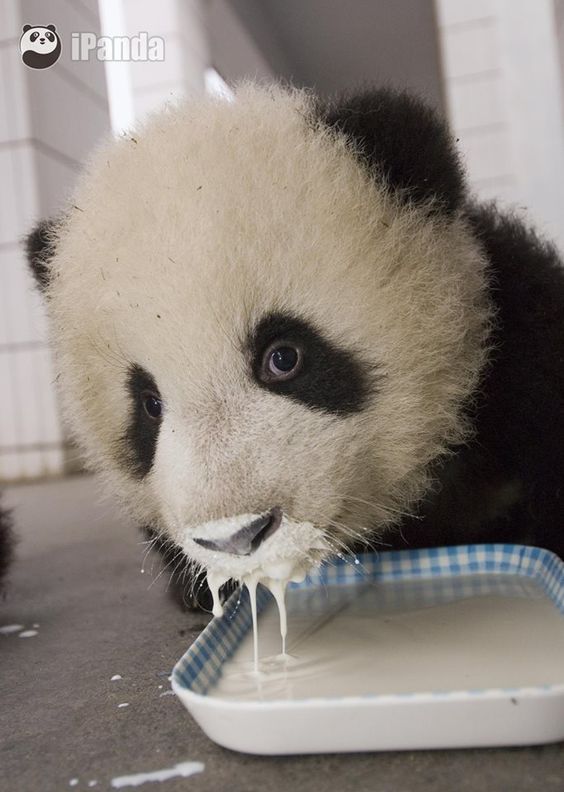 Imagen de cachorro de oso panda tomando leche