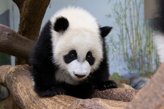 Imagen de osito panda timido