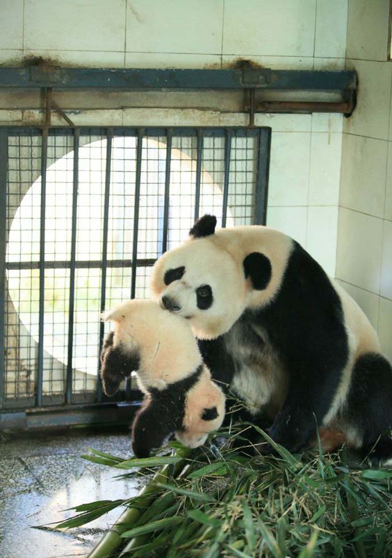Fotografia de mama osa panda con su cachorro bebé