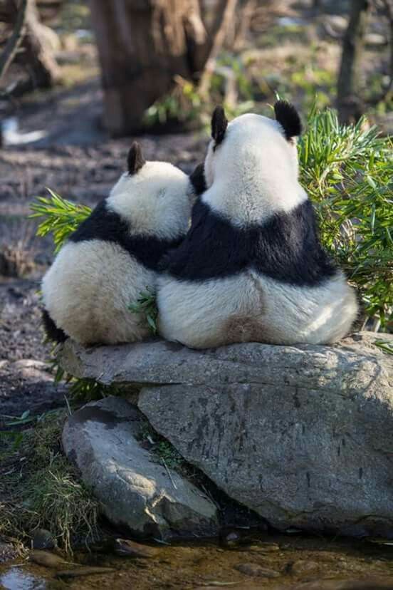 Imagen - foto tierna de osos pandas