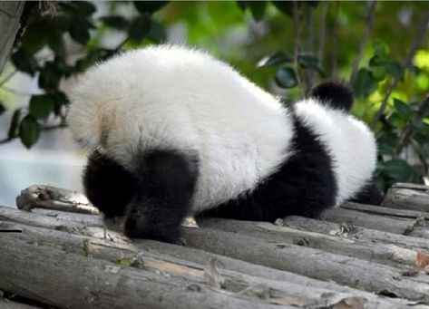 Imagenes de ositos pandas medio dormidos