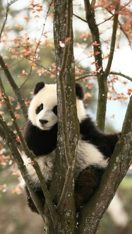 Fotografia oso panda en arbol