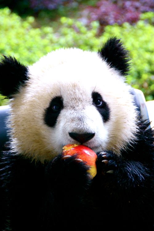 Oso panda saboreando una manzana