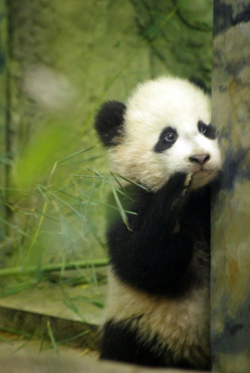 imagen oso panda timido escondido
