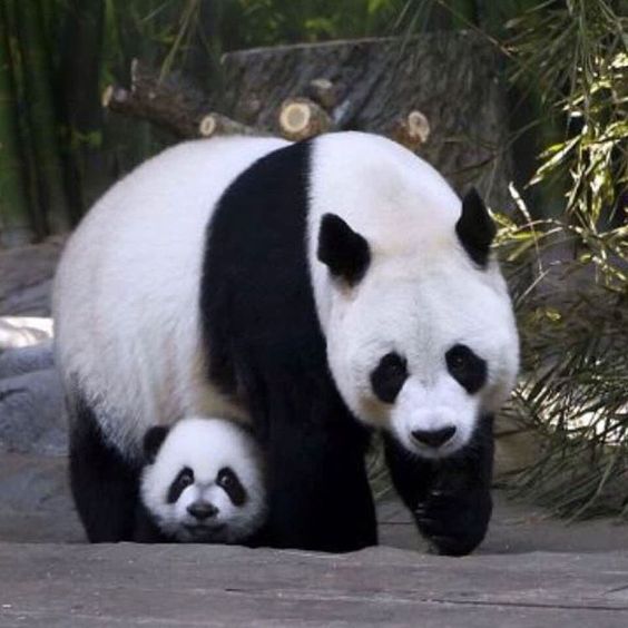 Imagen de bebe oso panda escondido debajo de su mama