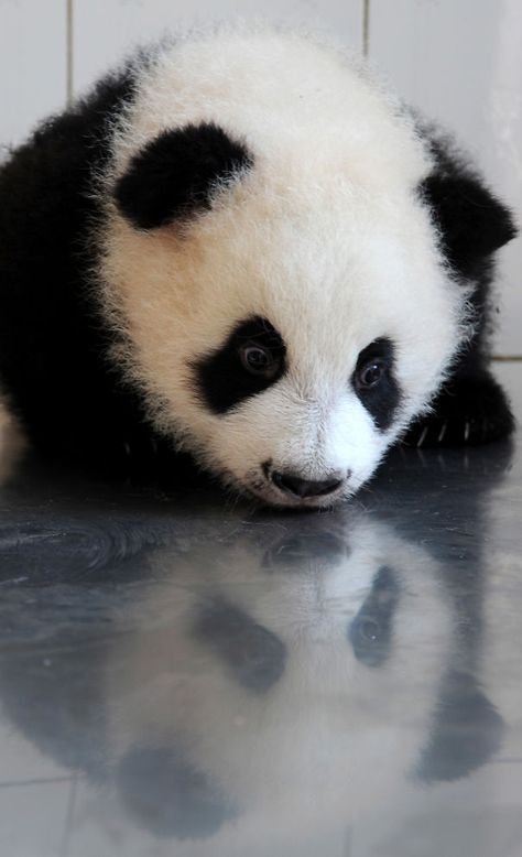 Foto de osito panda mirando su reflejo