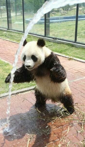 Oso panda muy entretenido jugando con agua