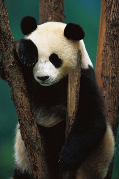 Imagen de oso panda descansando en un arbol