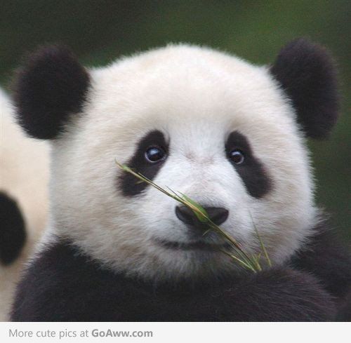 Imagenes de cara de oso panda [27-3-23]